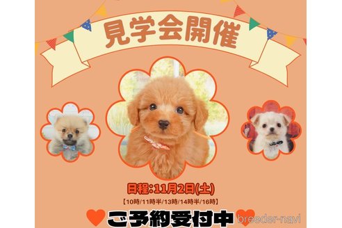 成約済の静岡県のミニチュアダックスフンド(スムースヘアード)-345529の3枚目
